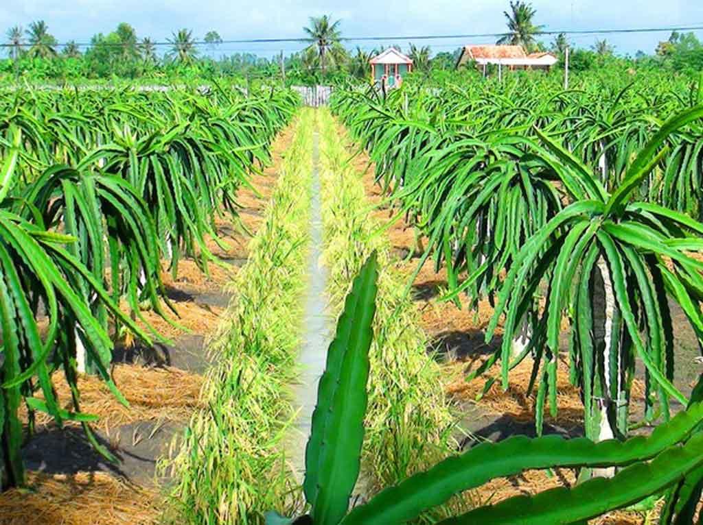 hoat dong san xuat nguoi dan xa thanh long