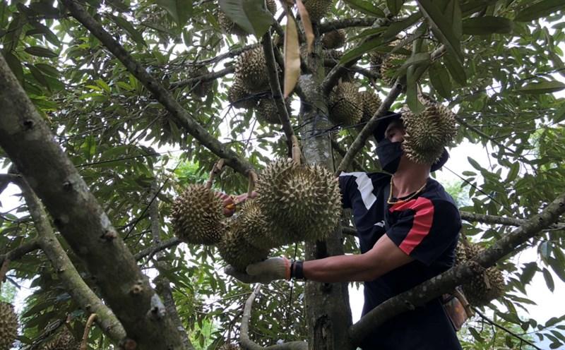 hoat dong san xuat nong san nguoi dan cu ne