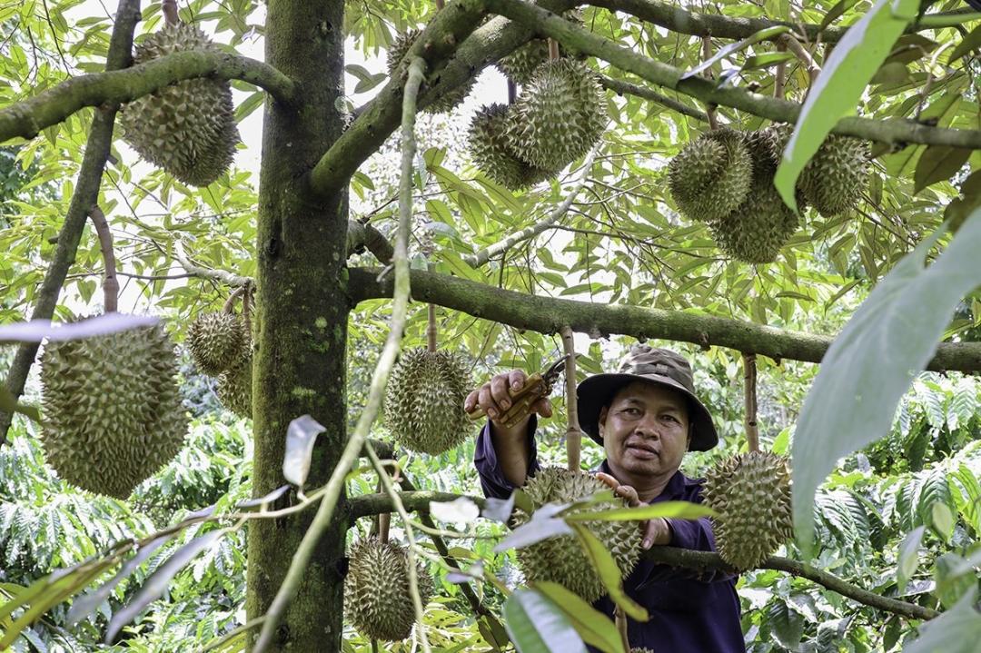phat trien nong san nguoi dan ea tan